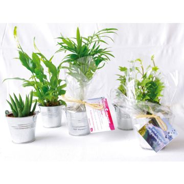 Mini Plante Dépolluante en Pot Cadeau client