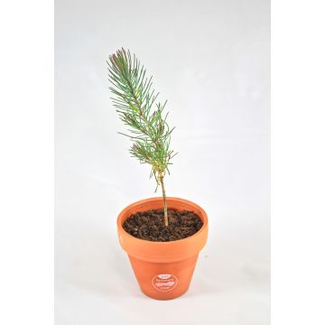 Plant d'Arbre Résineux en Pot de Terre Cadeau d'Entreprise