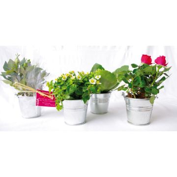 Mini Plante en Pot Zinc Cadeau d'Entreprise