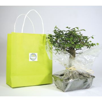 Bonsaï Offert en Sac Kraft Cadeau d'affaire