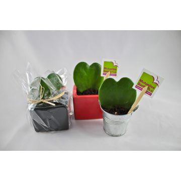Hoya Forme Cœur Cadeau client