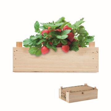 Goodies - graines de Fraises Dans une Caisse en Bois