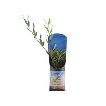 Plant d'Arbre Publicitaire de Prestige en Étui
