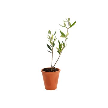 Plant d'Arbre Prestige en Pot de Terre Cadeau d'Entreprise