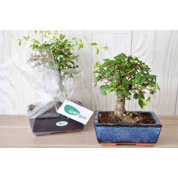 Bonsaï Forme Boule Cadeau CE